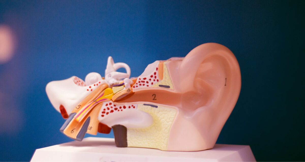 The Role of Ears in the Balance System NewportMesa Audiology Balance & Ear Institute